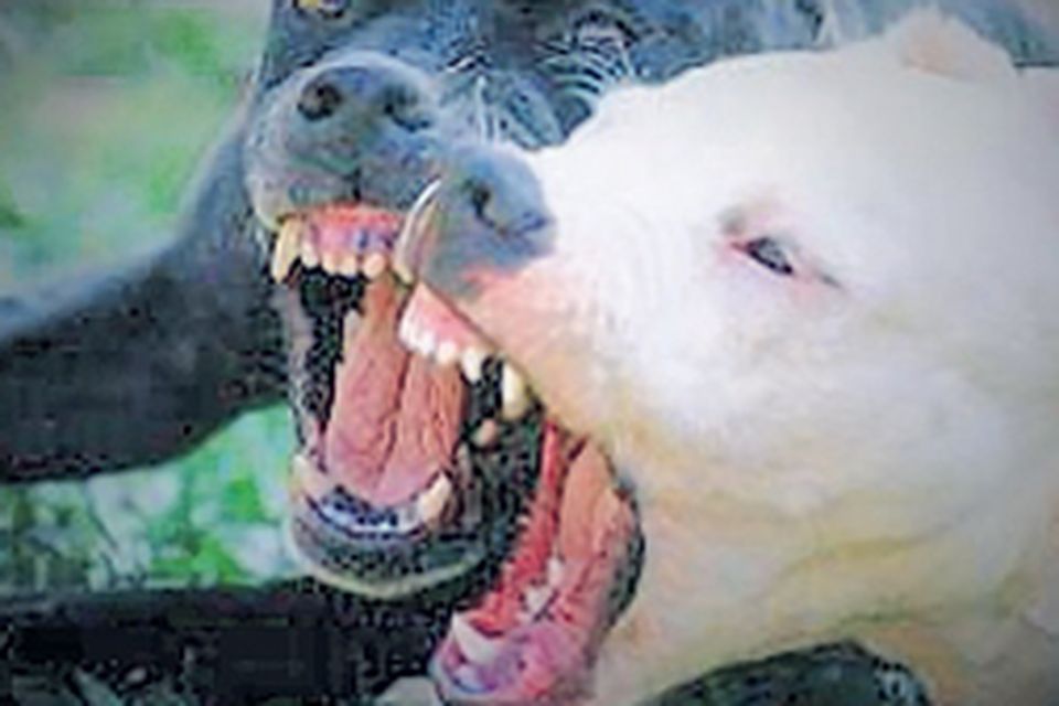 illegal dog fighting