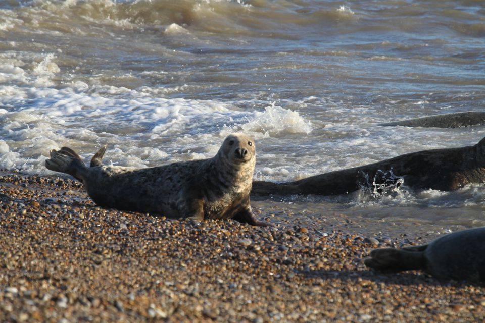 An adult grey seal on Orford Ness beach (National Trust/PA)