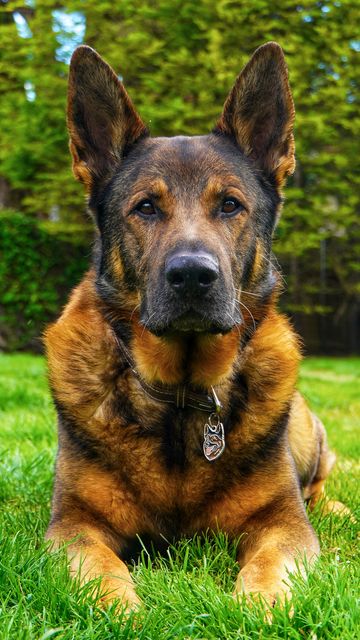 Bear continues to work as a well-being and trauma support dog for police staff (The Thin Blue Paw Foundation/PA)