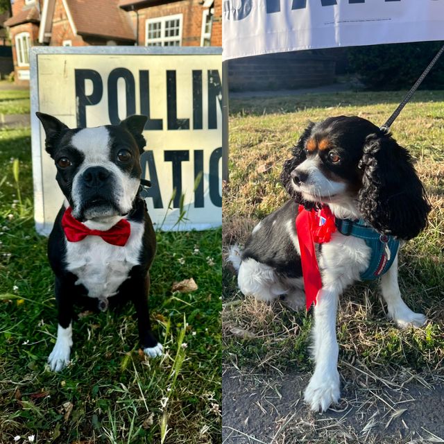 Dogs flocked to polling stations wearing bows, rosettes and colourful leads as the public went to vote in the 2024 General Election (Helen Montague/Mike Birtwistle/PA)