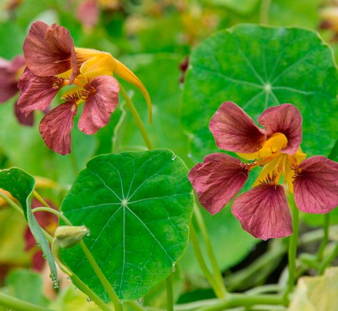 Purple nasturtium