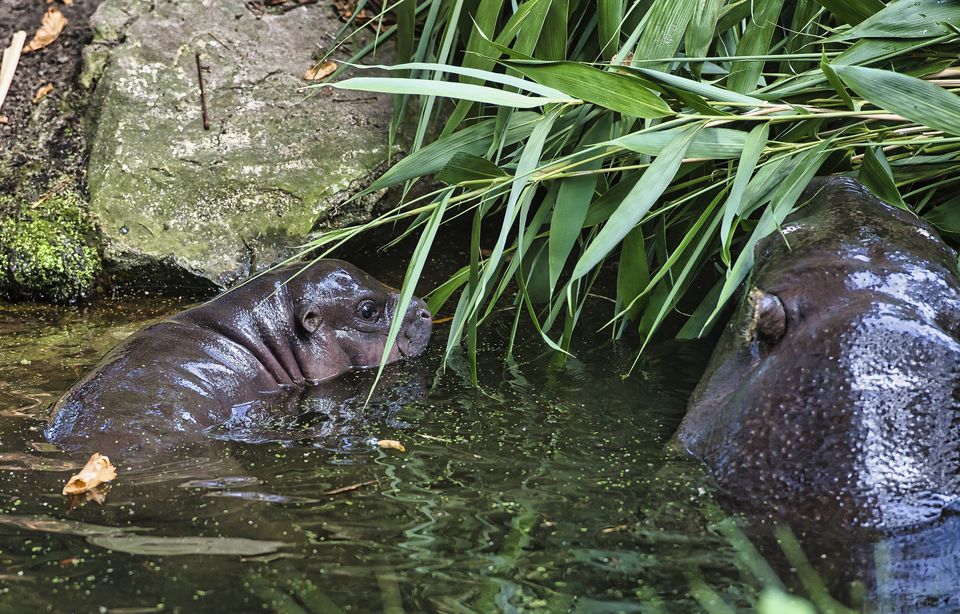 Toni, a pygmy hippo born at the Berlin Zoo (Paul Zinken/dpa via AP)