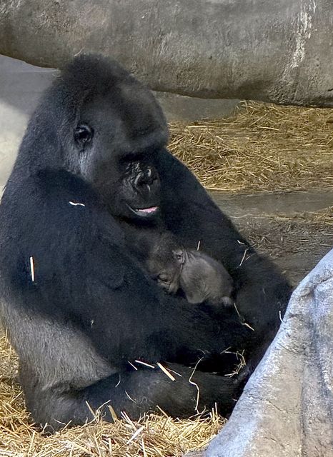 The baby gorilla was the first to be born at Detroit Zoo (Detroit Zoo via AP)