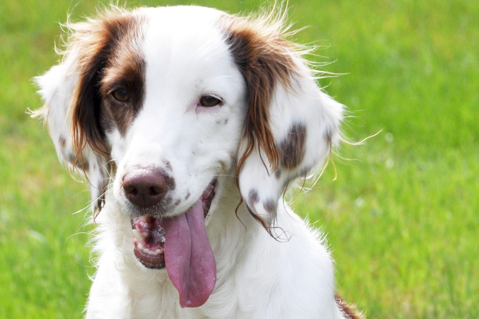 can dogs sniff steroids