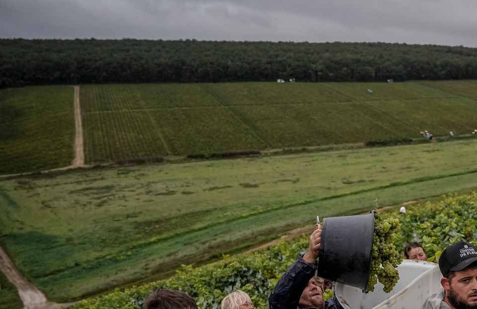 The harvests at Domaine Lavantureux lasted far fewer days than usual due to severe weather conditions earlier in the year (Aurelien Morissard/AP)