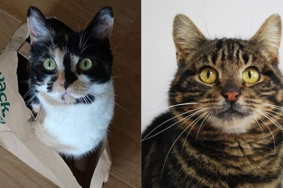 Man runs 2,280mile virtual Route 66 to raise money for Cats Protection