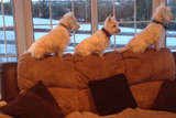 thumbnail: Loving the snow are my pups Murphy, Lexi and Dexter. Submitted by Kathy Mackin-Jackson, from Armagh. Jan 2017.