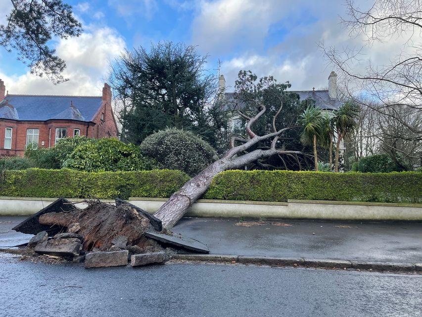 The top-level red warning for wind is in place, with gusts causing damage across the UK and Ireland – including this tree in east Belfast (David Young/PA)