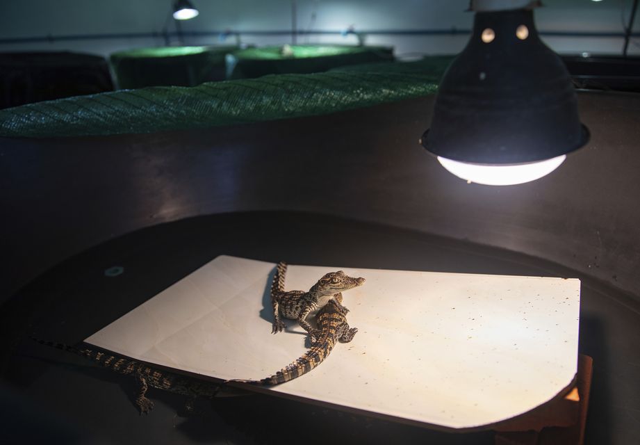 The creatures are well cared for after hatching at the conservation breeding centre in Phnom Tama (AP)