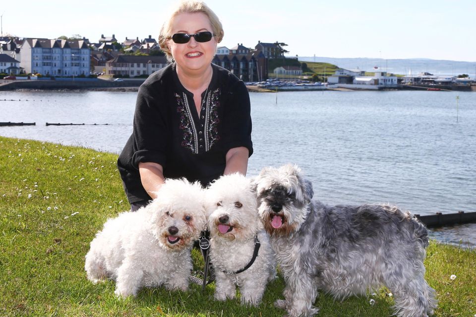 Frances and her dogs Heidi, Bailey and Walter at the Dirty Duck in Holywood, and (below) the Esplanade in Bangor, where they were able to get water