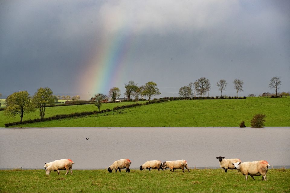 Sheep make their way through a flooded field outside Newry following heavy rain overnight on October 30th 2023 (Photo by Kevin Scott for Belfast Telegraph)