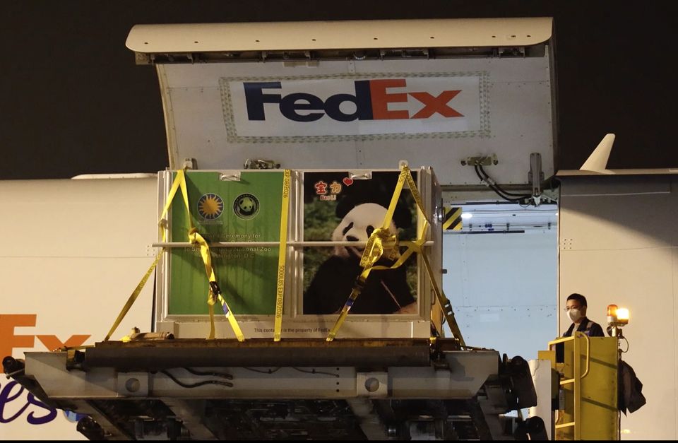 A cage containing male giant panda Bao Li is loaded onto a plane at the Chengdu Shuangliu International Airport (Jin Tao/China’s National Forestry and Grassland Administration via AP)