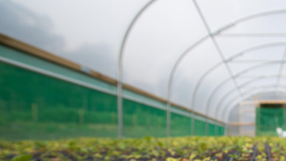 The newly established Ardgay tree nursery plans to plant trees along Highland rivers to cool the water (HEIF/European Nature Trust/Gethin Chamberlain/PA)