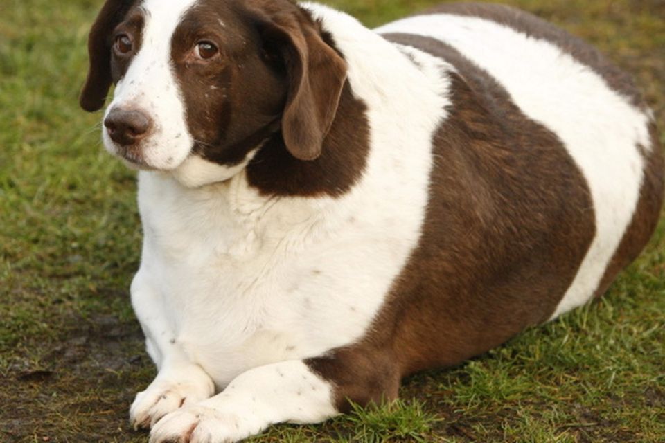 Overweight store springer spaniel