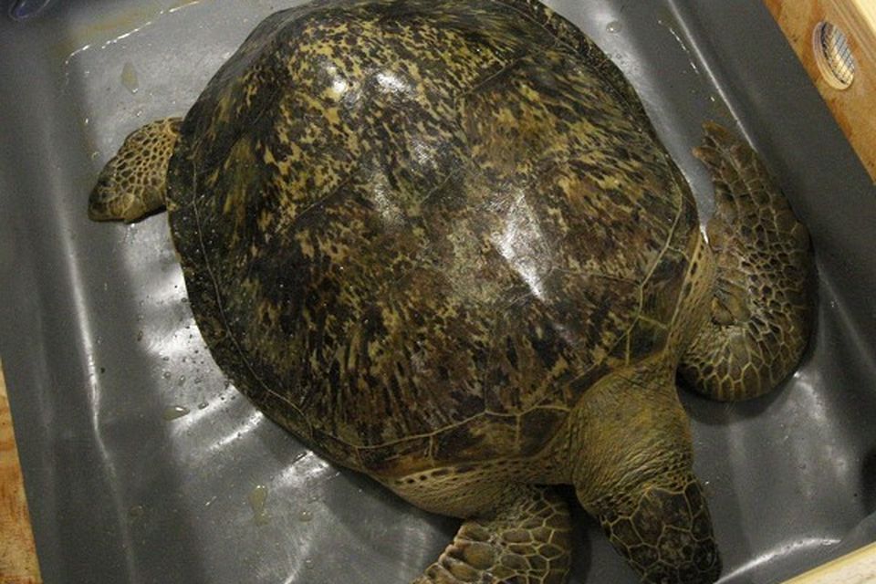 Disabled turtles head for care home | BelfastTelegraph.co.uk