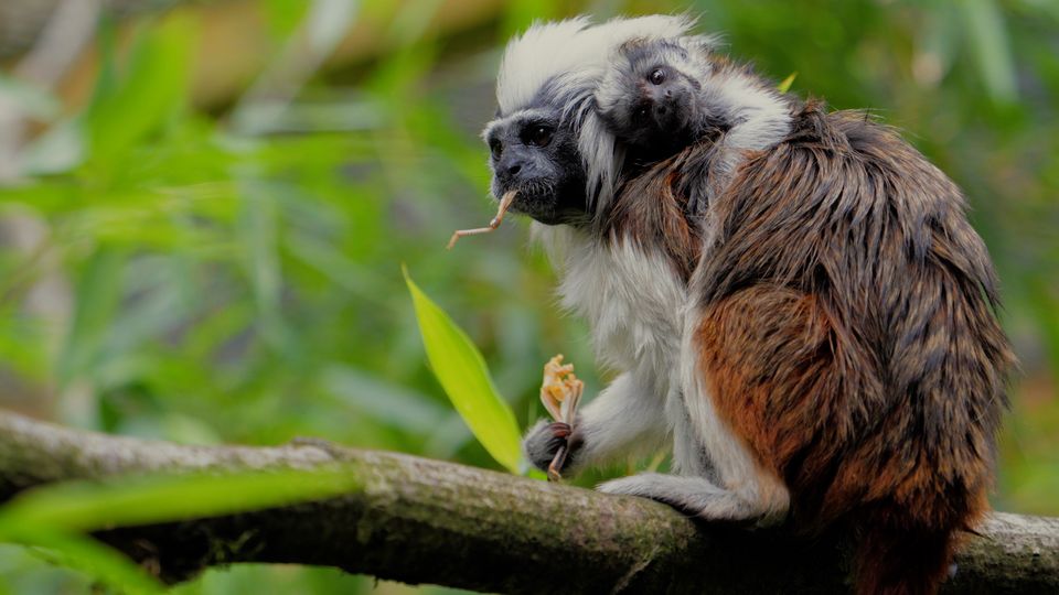 Cotton-top tamarin monkey Maxi and her newborn baby (Longleat Safari and Adventure Park/PA)