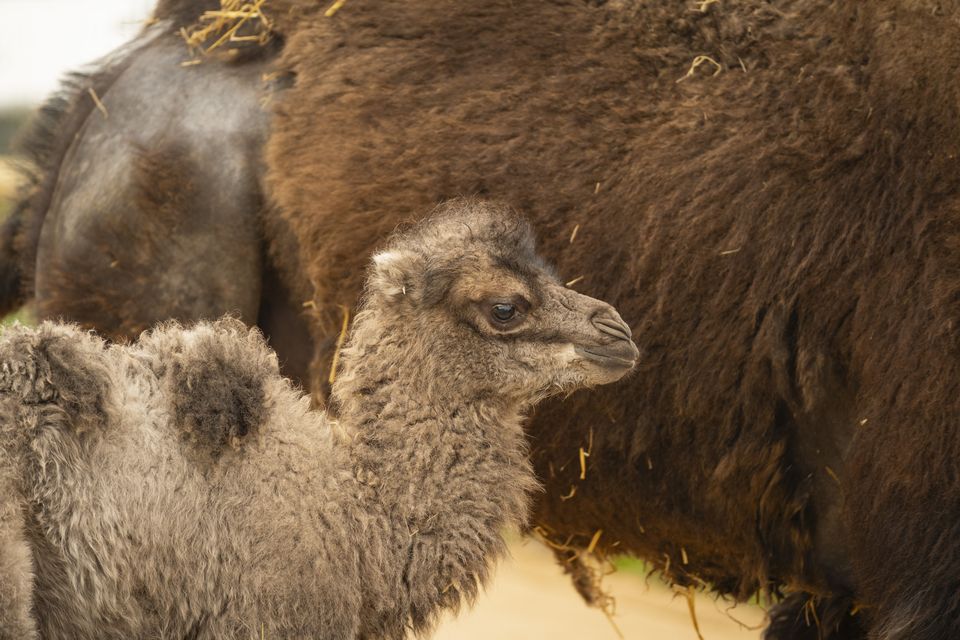 Sally, the domestic Bactrian camel, became the newest member of Whipsnade’s caravan; the first camel calf born at the zoo in eight years (Whipsnade Zoo/PA)