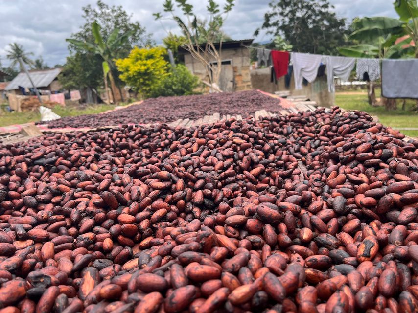 Just 0.3% of cocoa is verified as deforestation-free, the report warned (Emily Beament/PA)