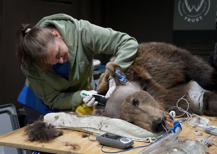 Boki became the first brown bear on record to have brain surgery (Gareth Fuller/PA)