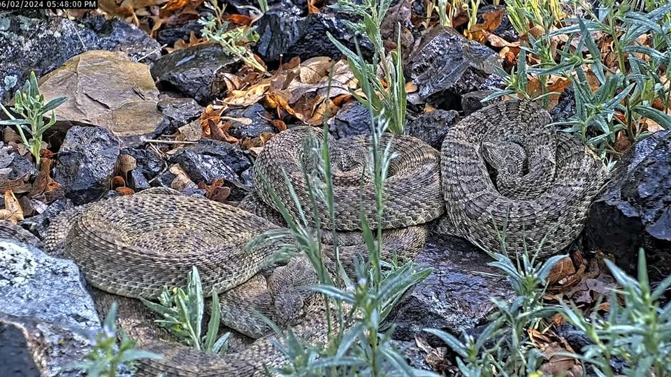 It is one of the biggest dens experts have ever seen (Project RattleCam via AP)