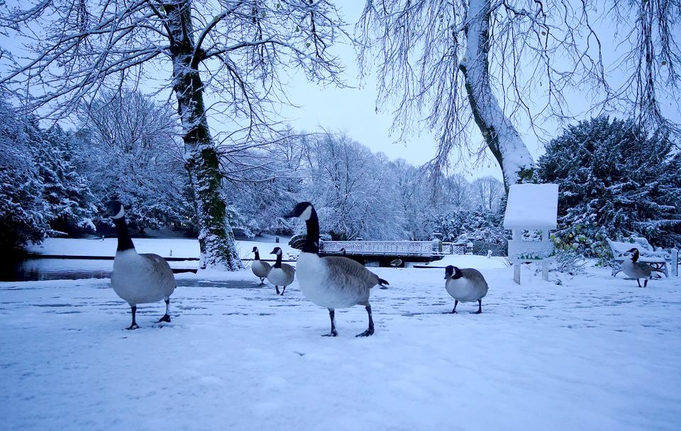 Geese walk across snow-covered ground at a park in Buxton, Derbyshire (Peter Byrne/PA)