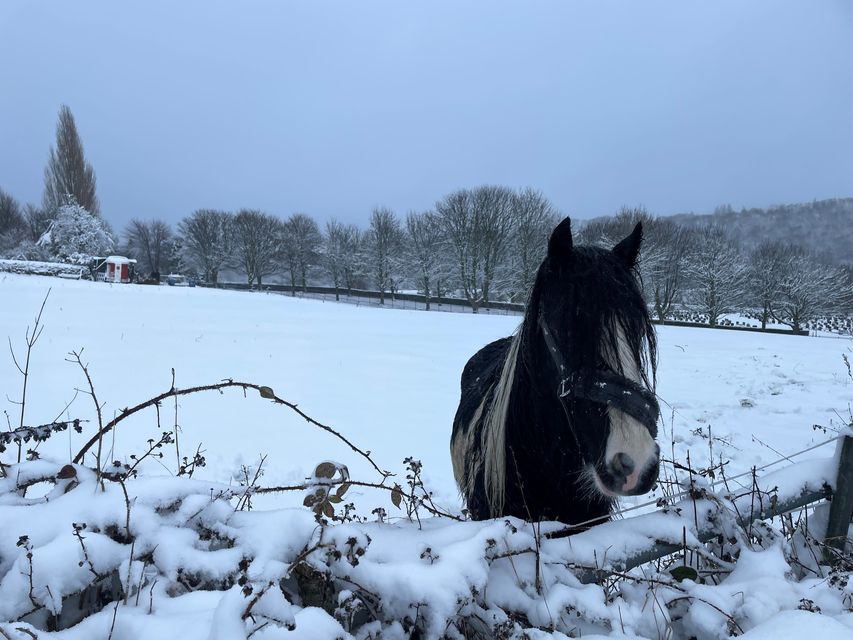 A horse in a snow covered field in Loxley, Sheffield (Dave Higgens/PA)