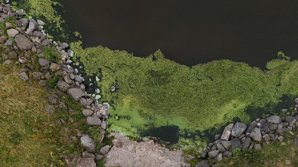 The blue-green algae has returned in 2024 at Lough Neagh (Niall Carson/PA)