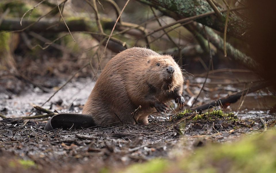 Beavers build dams that slow the flow of water (Andrew Matthews/PA)