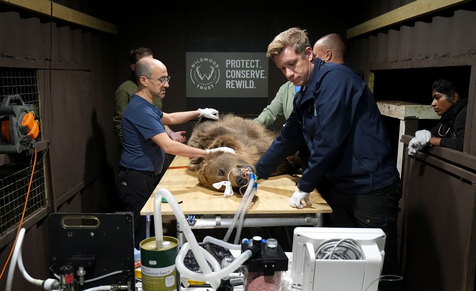 Two-year-old Boki on the operating table (Gareth Fuller/PA)