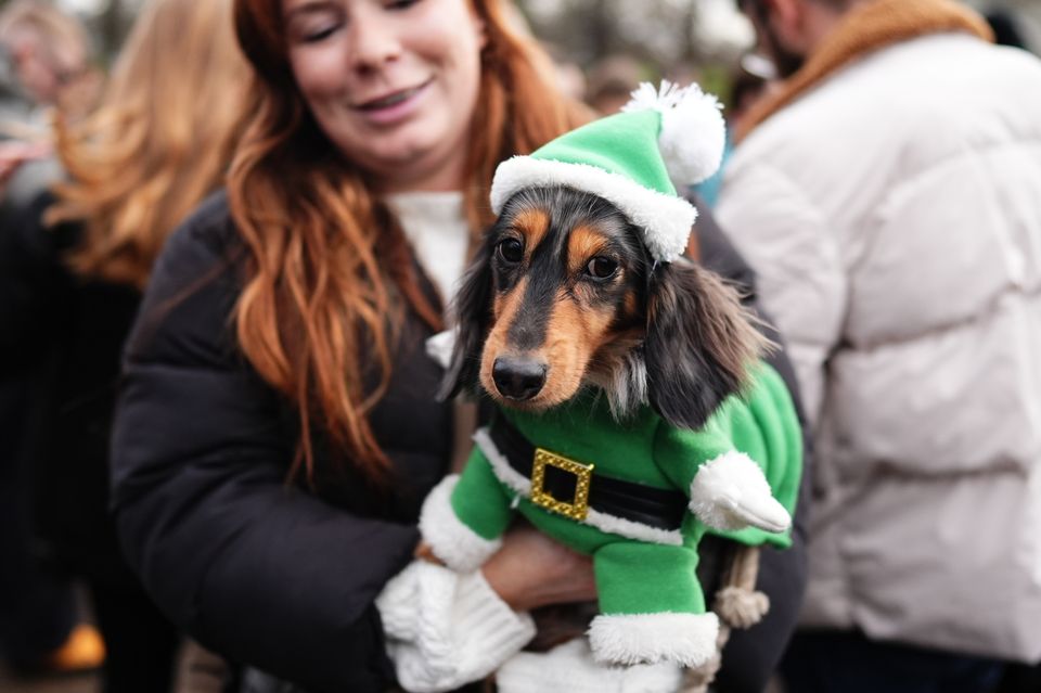 One dog wore a green Santa suit for the festive walk around Hyde Park (Aaron Chown/PA)