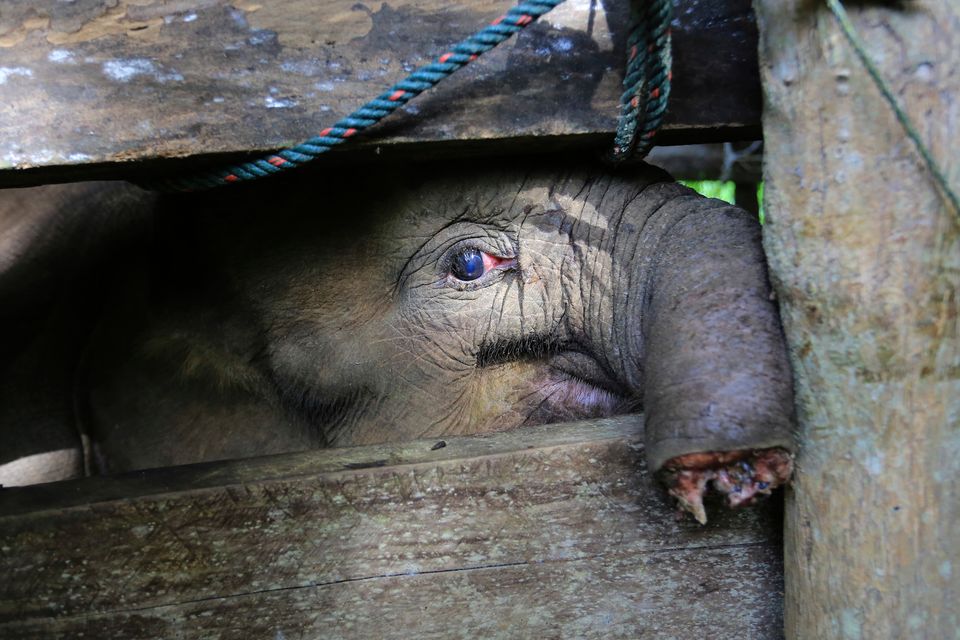 Baby elephant in Indonesia dies after losing half of trunk to poachers'  trap 
