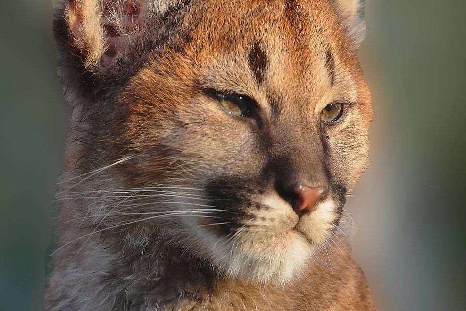 Zoo fears for future after closing during Covid-19 crisis