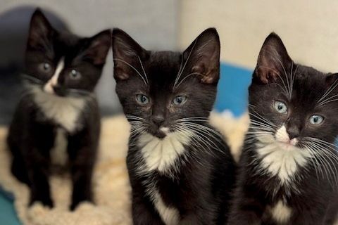 Tiny kittens thriving in forever homes after being found behind Newtownards bins at four weeks old