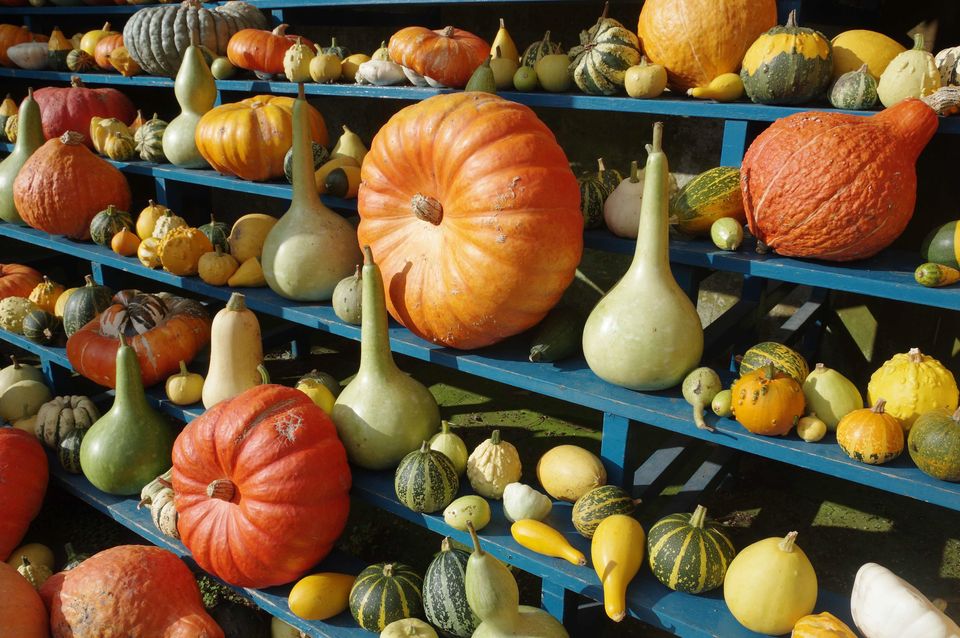 Pumpkins and gourds on display in the auricula theatre at Calke Abbey, Derbyshire (Gillian Day/National Trust/PA)