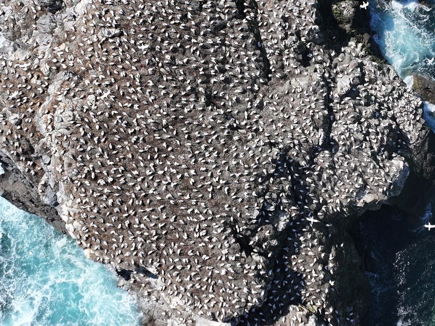 Gannets have been surveyed on Alderney in the English Channel with drones (Seabird Watch/PA)