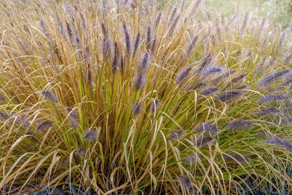 Pennisetum ‘Black Beauty’