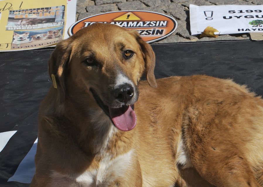 There are believed to be about four million stray dogs in Turkey (AP Photo/Burhan Ozbilici)