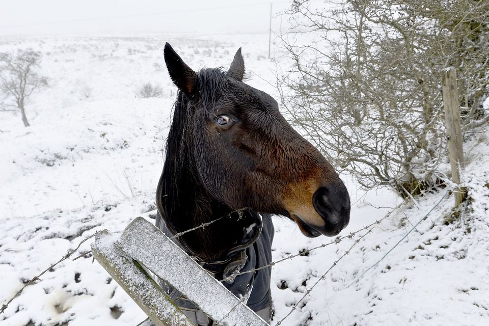 16/1/2018
Horses pictured at Divis mountain in Belfast during a fall of snow.
Mandatory Credit © Stephen Hamilton