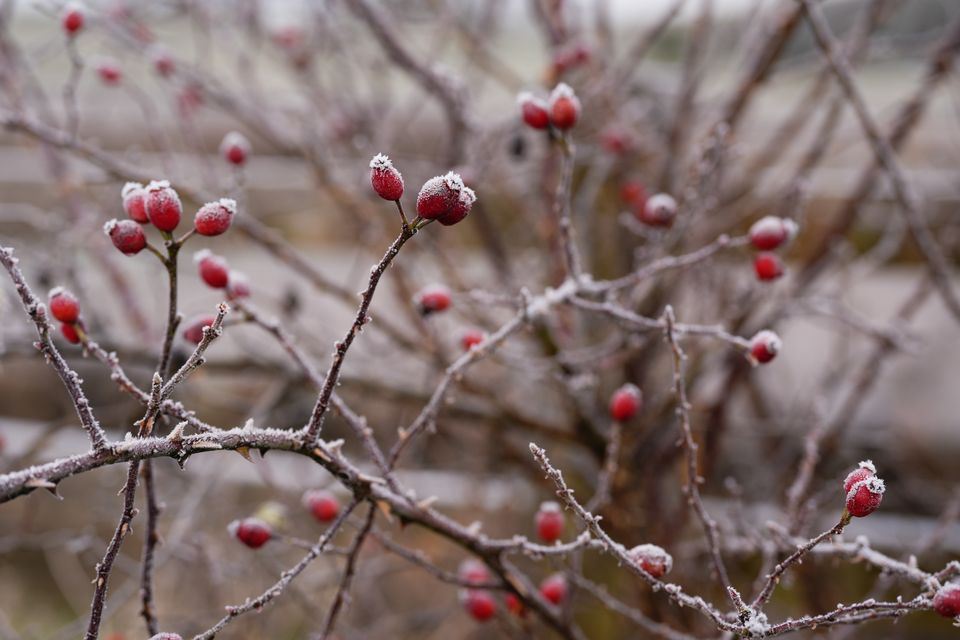 Frost covered berries in bushes near Clapham in the Yorkshire Dales (Danny Lawson/PA)