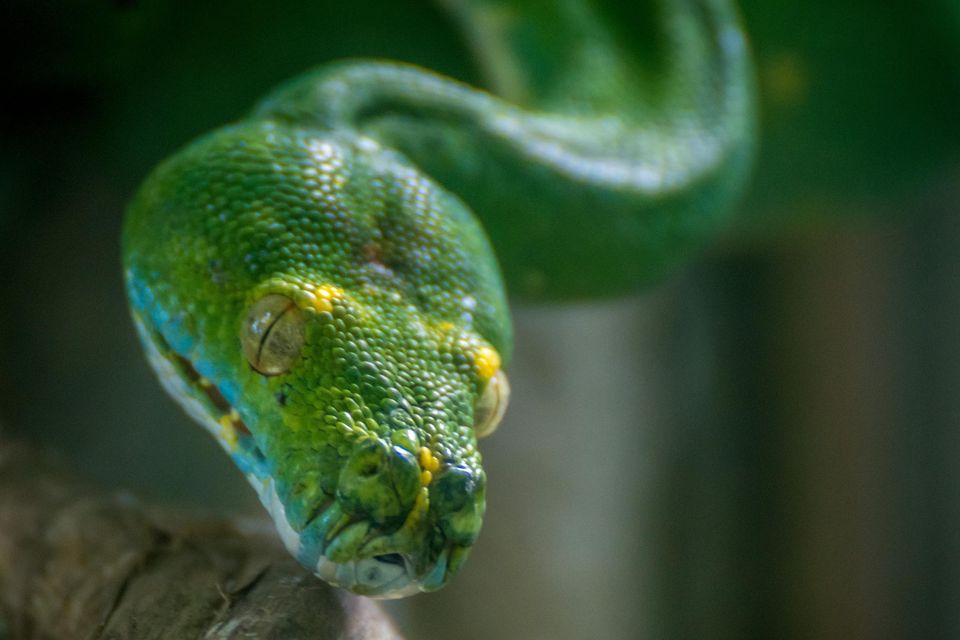 An exciting first for Northern Ireland as reptile show on the way