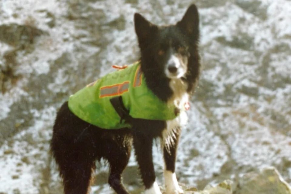 Pepper the search and rescue border collie