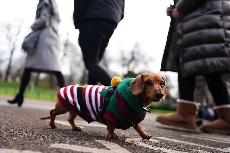 One canine was dressed in an elf suit for the annual Hyde Park Sausage Dog Walk (Aaron Chown/PA)