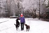 thumbnail: Pacemaker Press 08/12/2017
Walking the dogs    in Crumlin , as heavy snow falls across  Northern Ireland on Friday morning, leaving difficult driving conditions for motorists and some schools closed.
Pic Colm Lenaghan/ Pacemaker