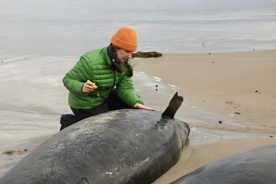 A woman inspects one of the stranded whales (Department of Natural Resources and Environment Tasmania via AP)