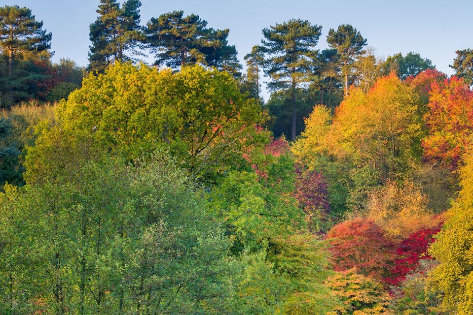 Views such as Rowe’s Flashe Meadow at Winkworth Aboretum, Surrey, could be expected this autumn (Andrew Butler/National Trust Images/PA)