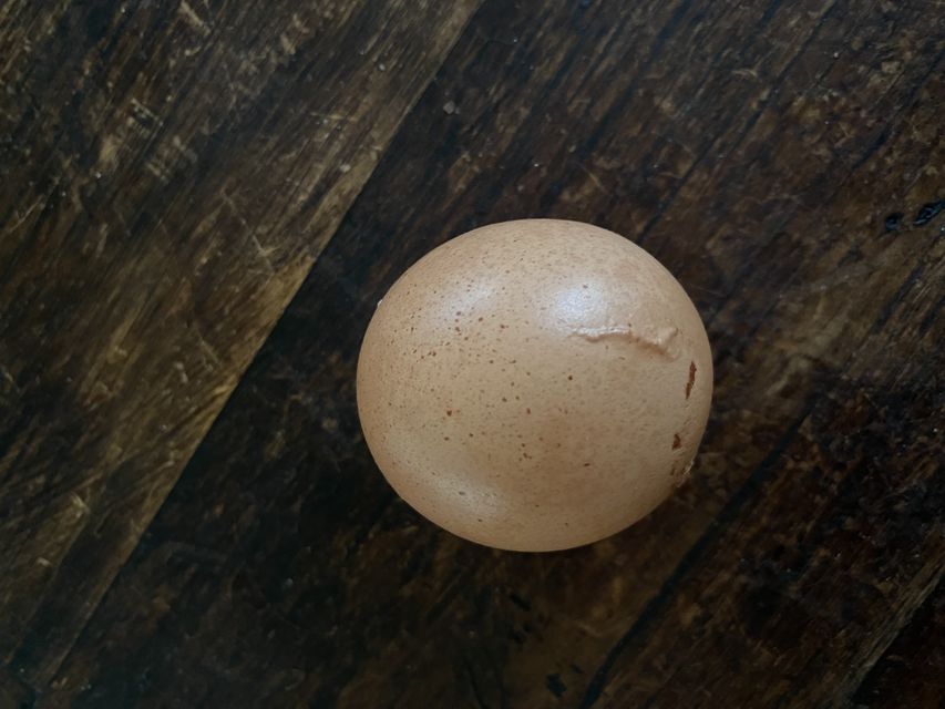 The egg is thought to be a ‘one in a billion’ find (Ali Greene/Fenton Farm/PA)