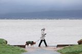 Thumbnail: A dog walker on a windy day at Seapark, County Down. Photo Matt McKee/PressEye