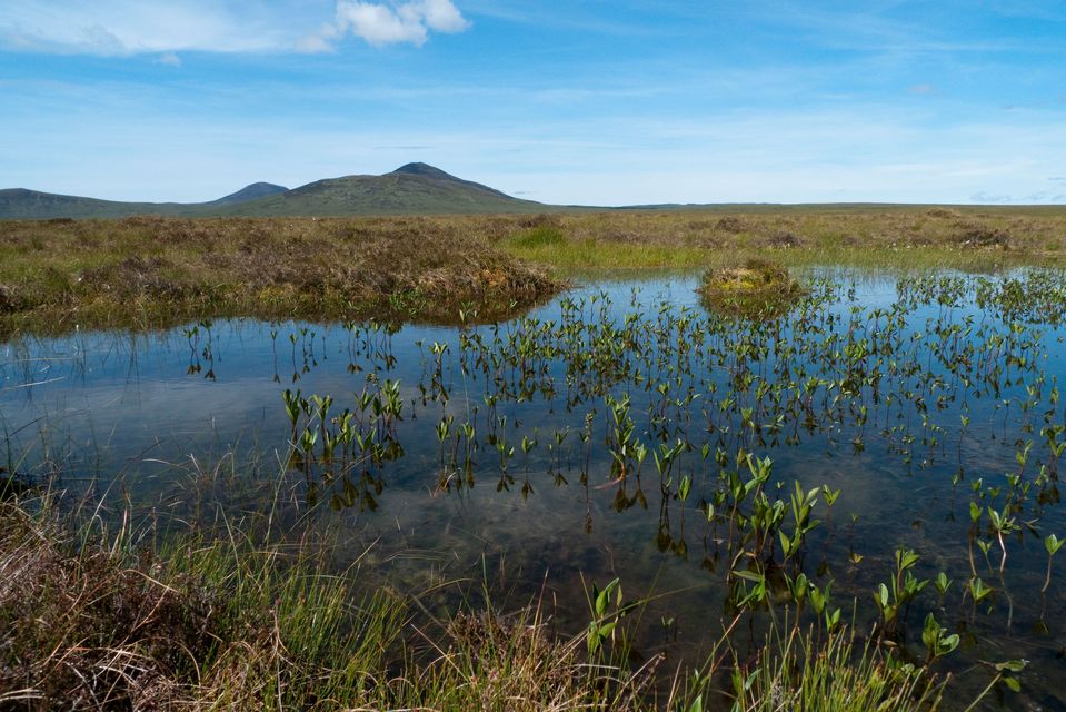 The Flow Country was last week granted world heritage site status (Alamy/PA)