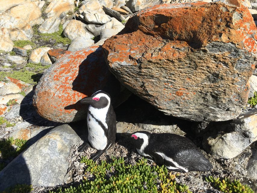 A pair of African penguin decoys (Christina Hagen)