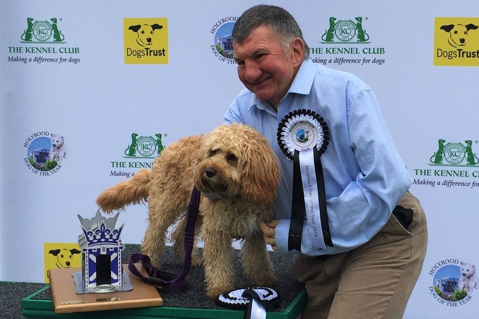 Cavapoo store dogs trust